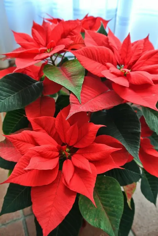 Vibrant Poinsettia Closeup Portrait