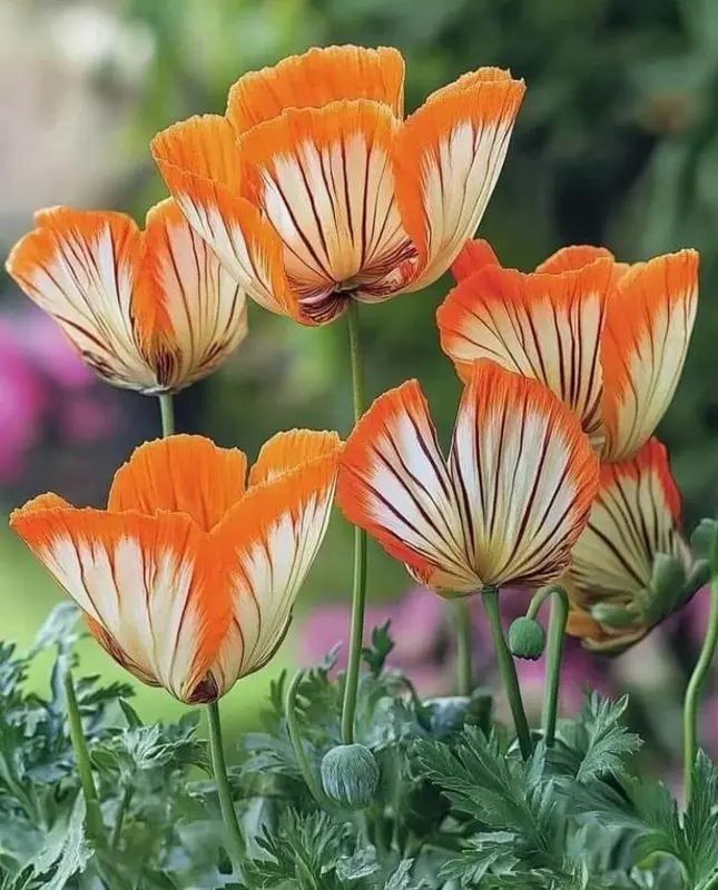 Vibrant Poppies In Bloom