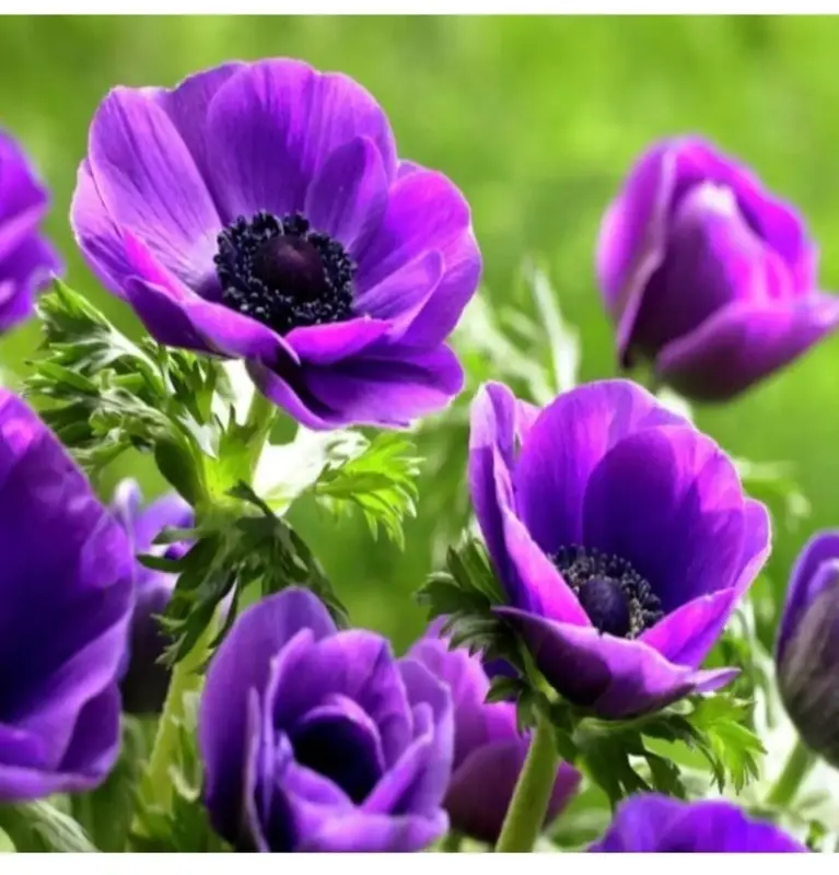 Vibrant Purple Anemone Flowers Close-Up