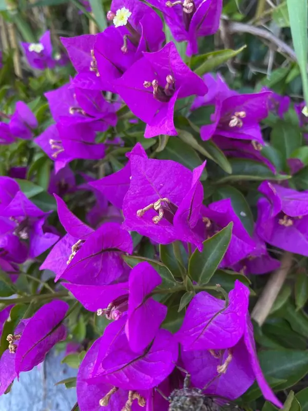 Vibrant Purple Bougainvillea Blooms Close