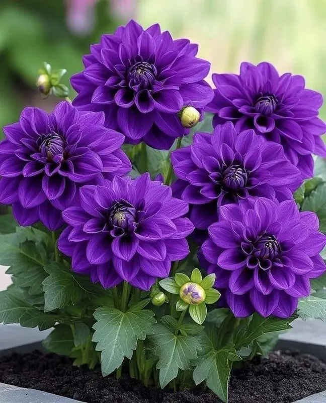 Vibrant Purple Dahlias Plant