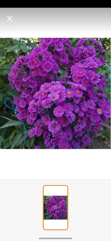 Vibrant Purple Flower Cluster