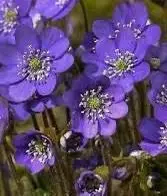 Vibrant Purple Flowers Cluster