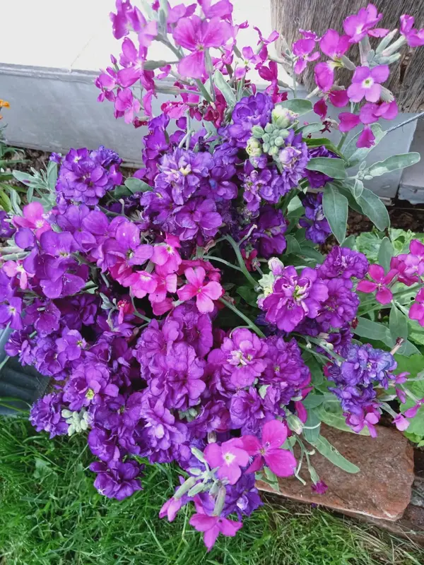 Vibrant Purple Magenta Flowers Close-up
