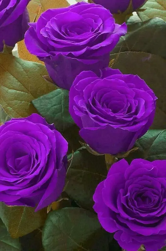 Vibrant Purple Roses Bouquet