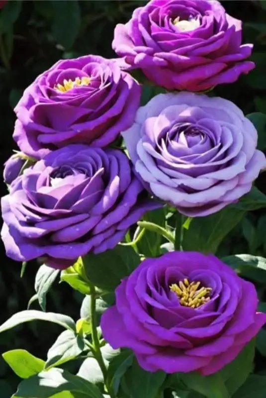 Vibrant Purple Roses Cluster