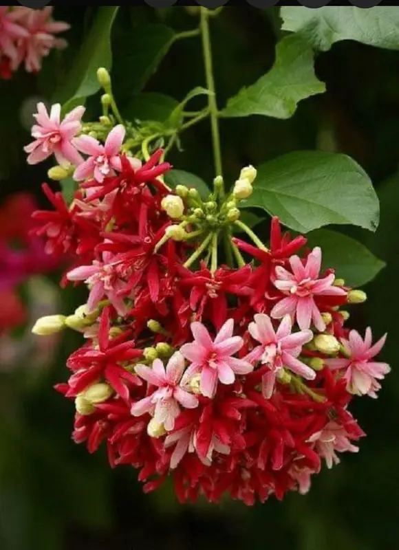 Vibrant Rangoon Creeper Blooms Close