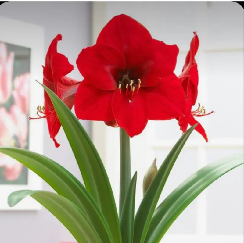 Vibrant Red Amaryllis Bloom