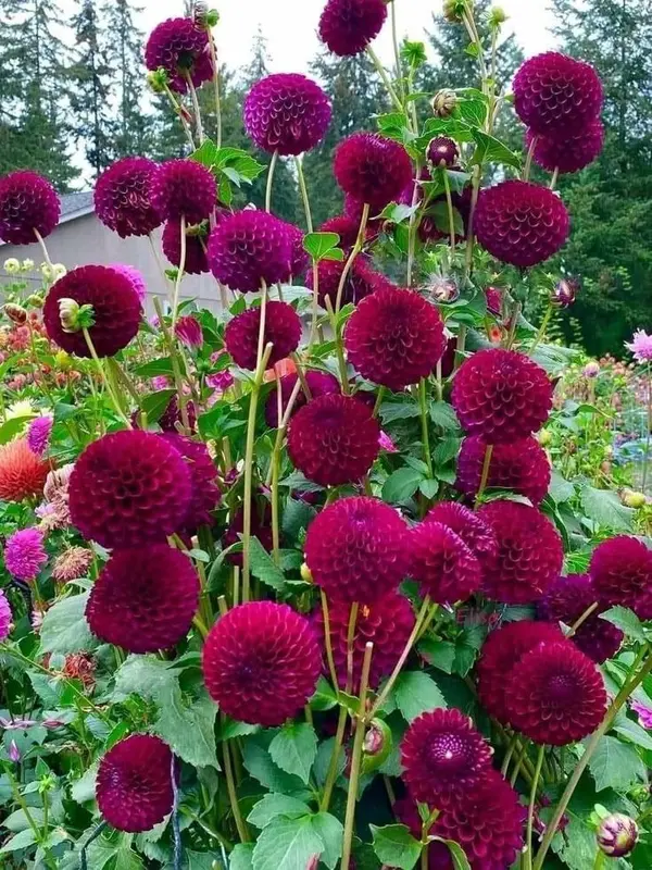 Vibrant Red Dahlia Garden