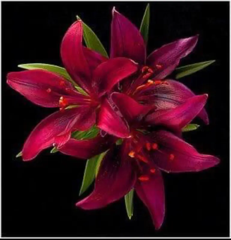 Vibrant Red Lilies Bouquet