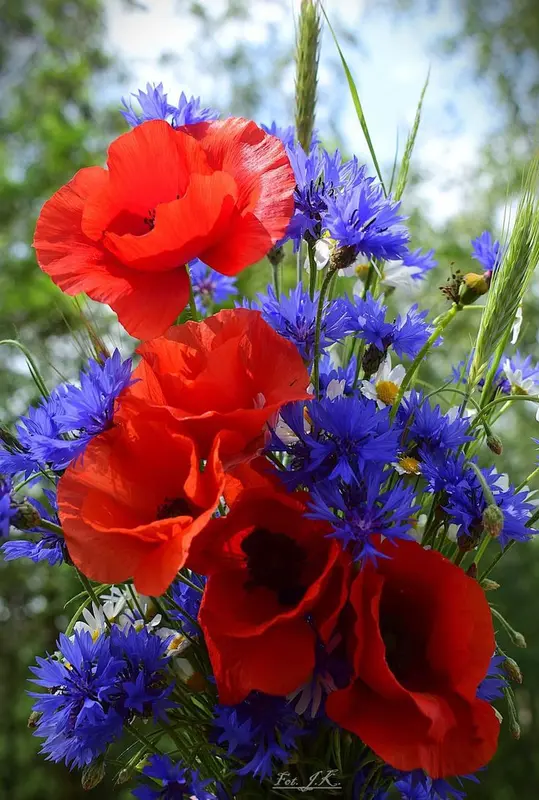 Vibrant Red Poppies And Cornflowers