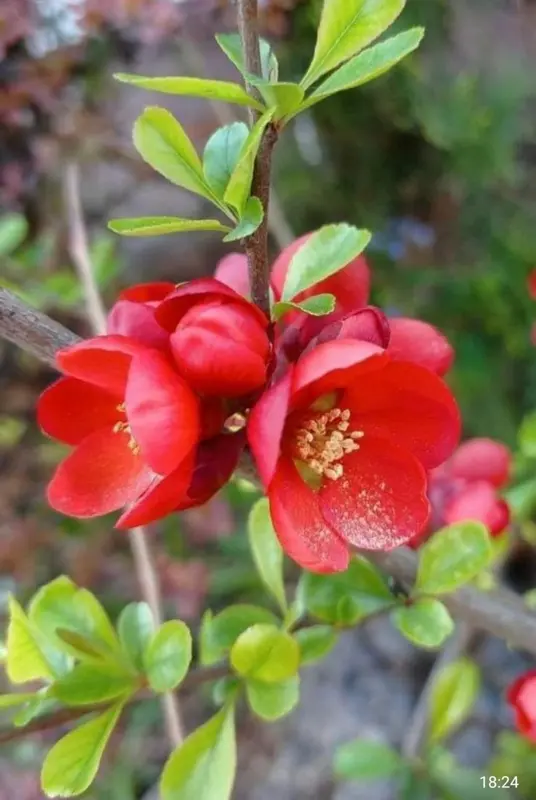 Vibrant Red Quince Blossoms Blooming