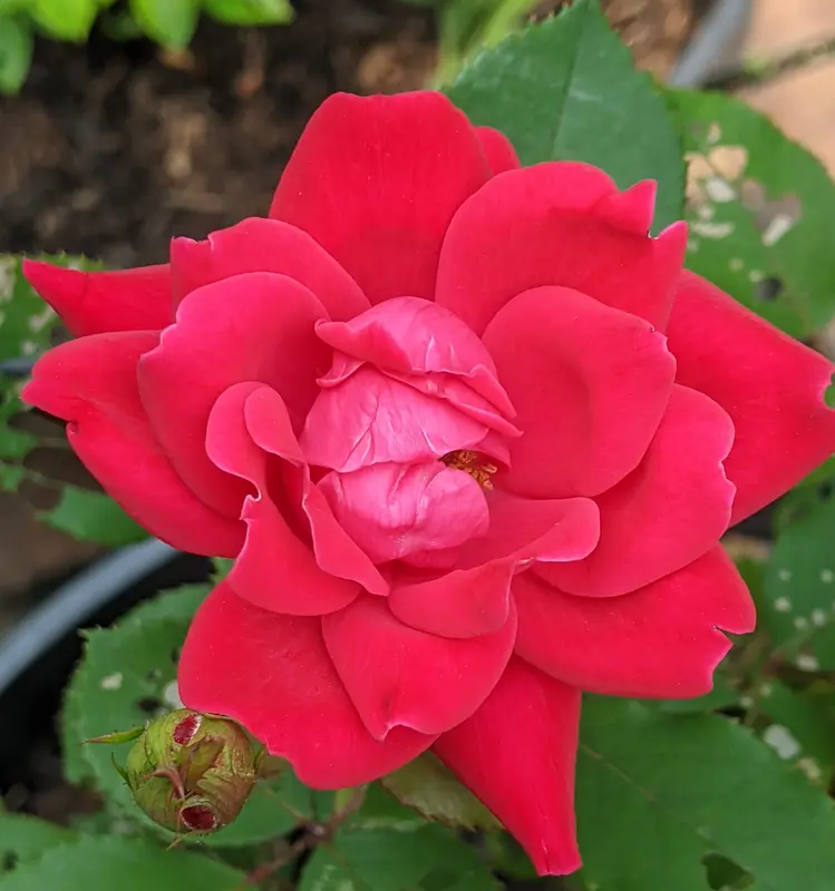 Vibrant Red Rose In Bloom