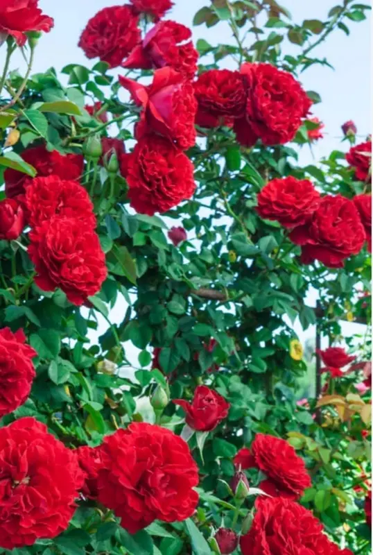 Vibrant Red Roses Blooming Brightly