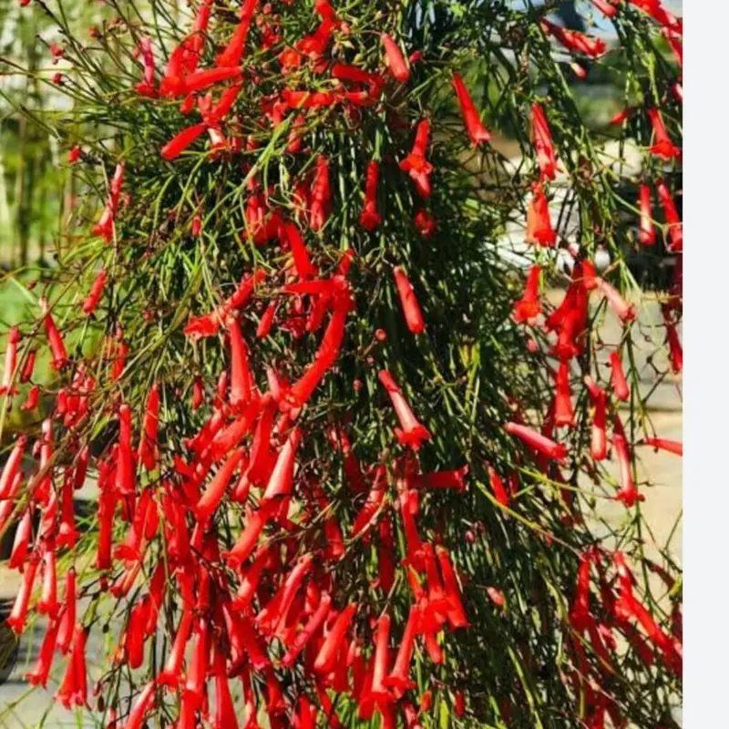 Vibrant Red Tubular Flower Cascade