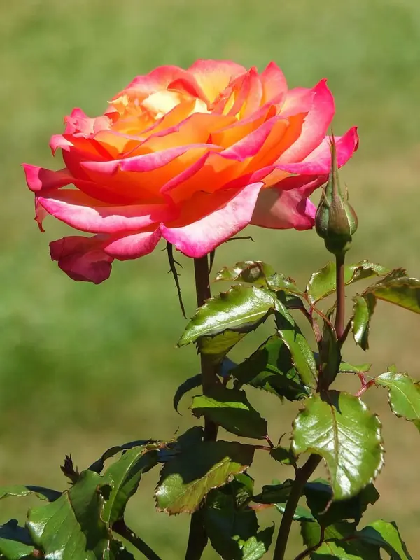 Vibrant Rose In Bloom