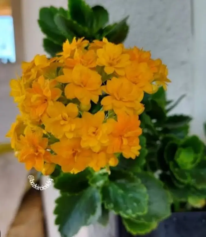 Vibrant Yellow Kalanchoe Blooms