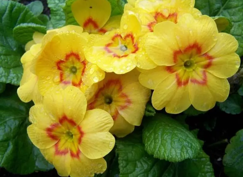 Vibrant Yellow Primrose Blossoms Close-Up