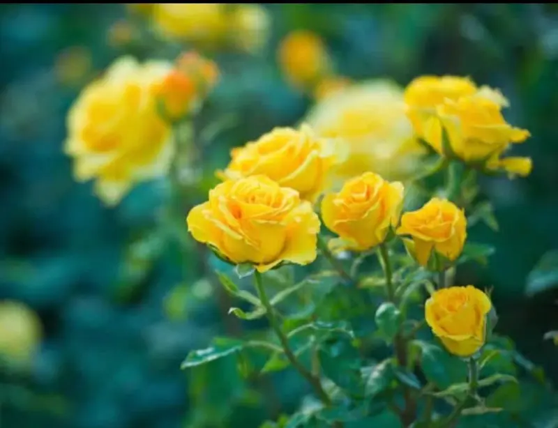 Vibrant Yellow Roses Bloom