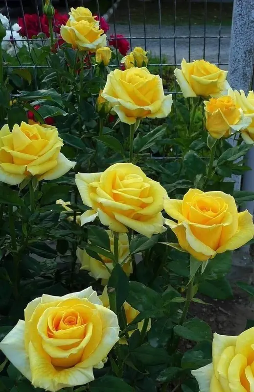 Vibrant Yellow Roses Garden