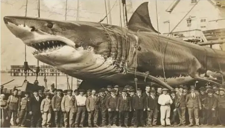 Vintage Large Shark Display