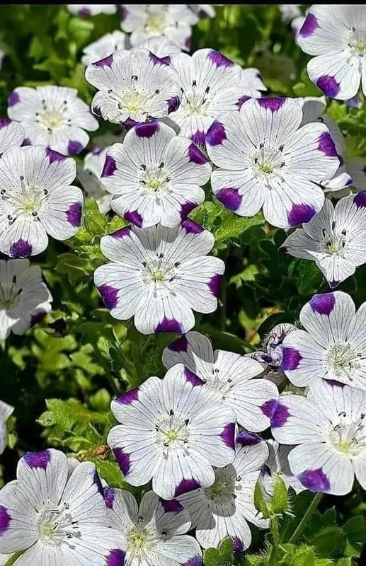 White And Purple Flowers