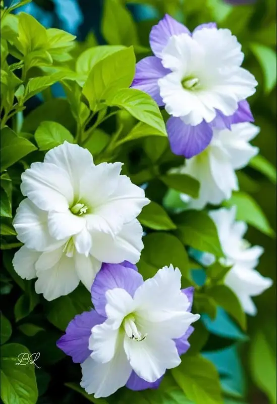 White And Purple Flowers