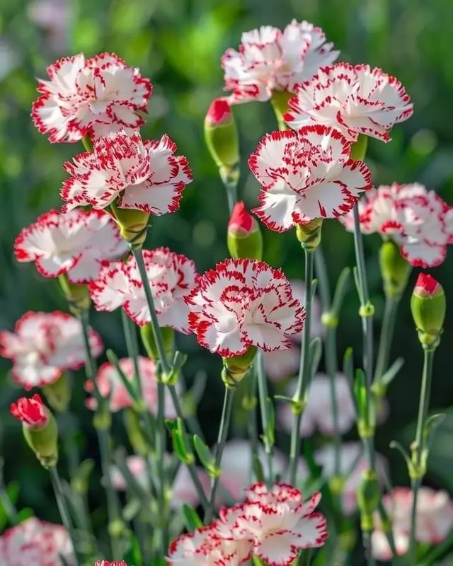 White And Red Carnations