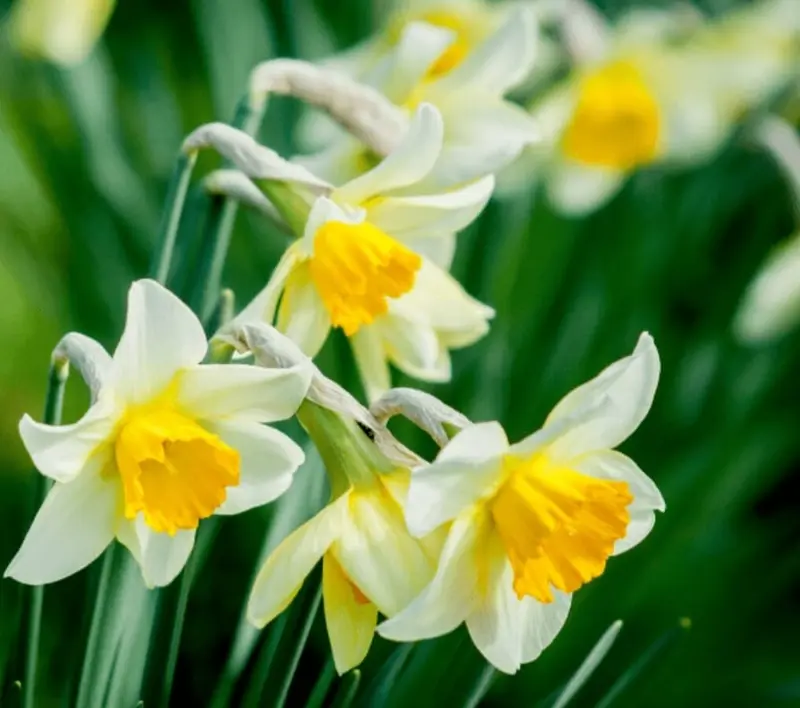 White And Yellow Daffodils Close-Up