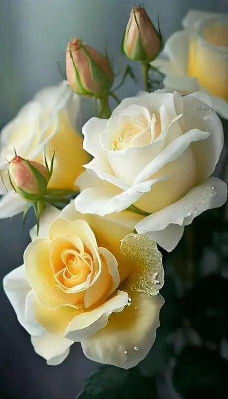 White And Yellow Roses