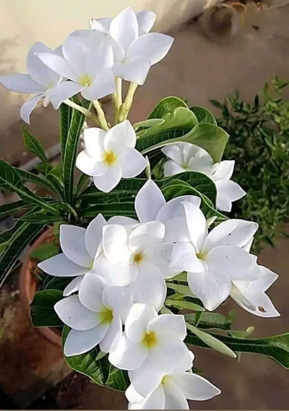 White Blossoms In Sunlight