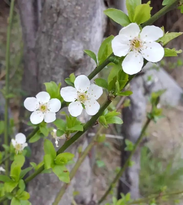 White Blossoms On Tree Branch