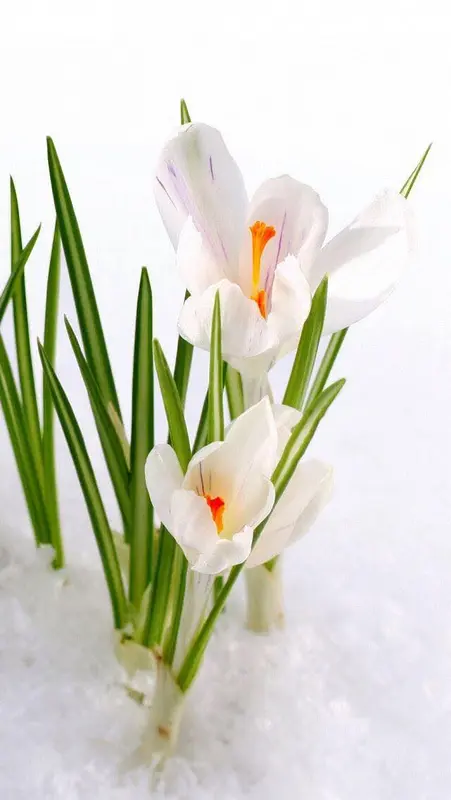 White Crocus Emerging From Snow