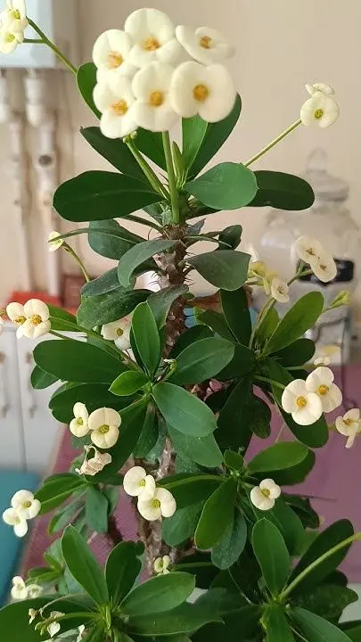 White Crown Of Thorns Blooms