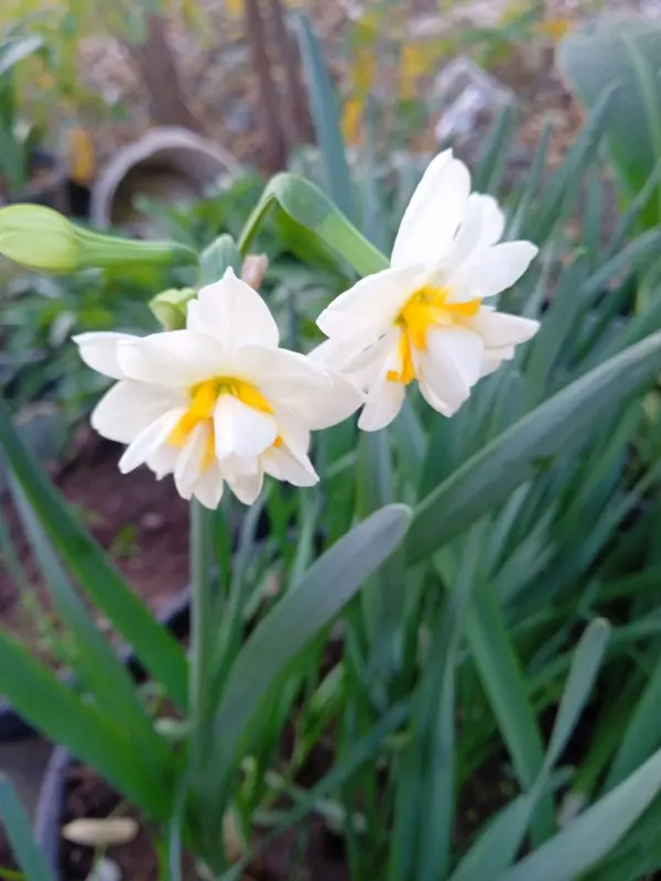White Daffodils In Greenery