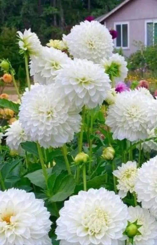 White Dahlia Flower Garden