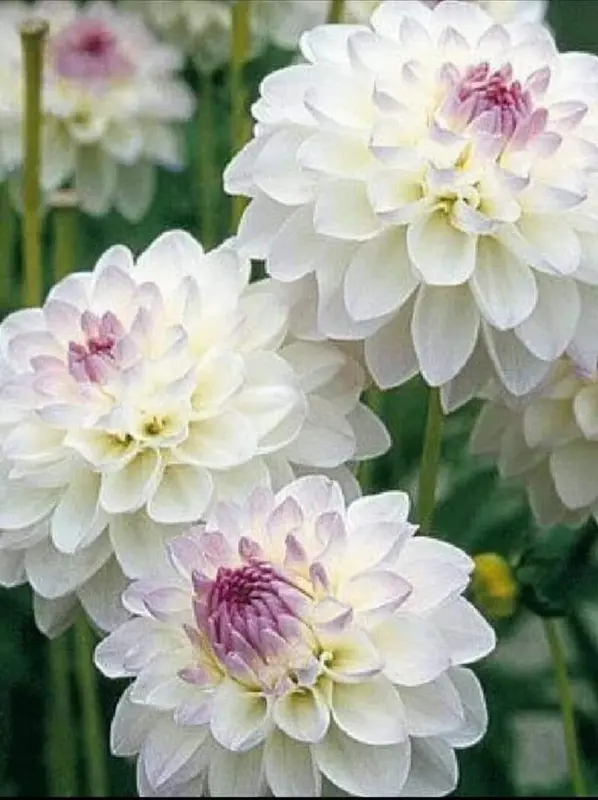 White Dahlias In Bloom