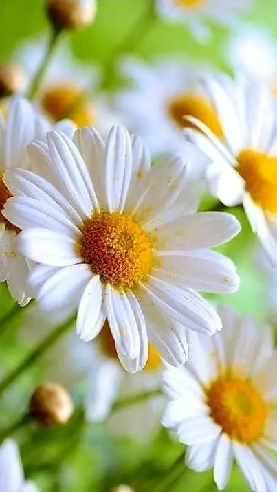 White Daisies, Green Bokeh