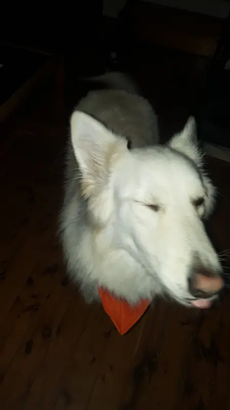 White Dog With Orange Bandana