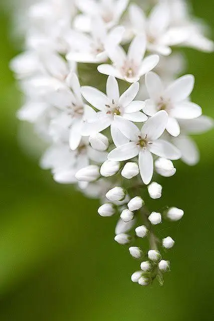 White Flower Buds Bloom