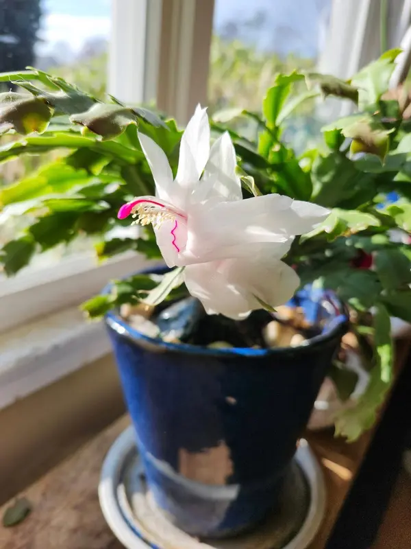 White Flower In Blue Pot