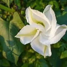 White Flower In Garden