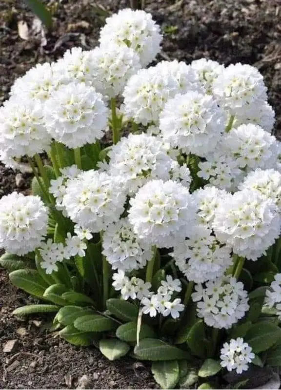 White Flowers In Bloom