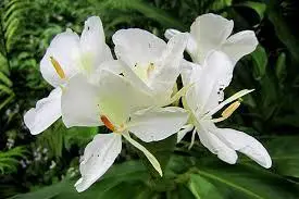 White Flowers In Bloom