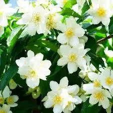 White Flowers In Bloom
