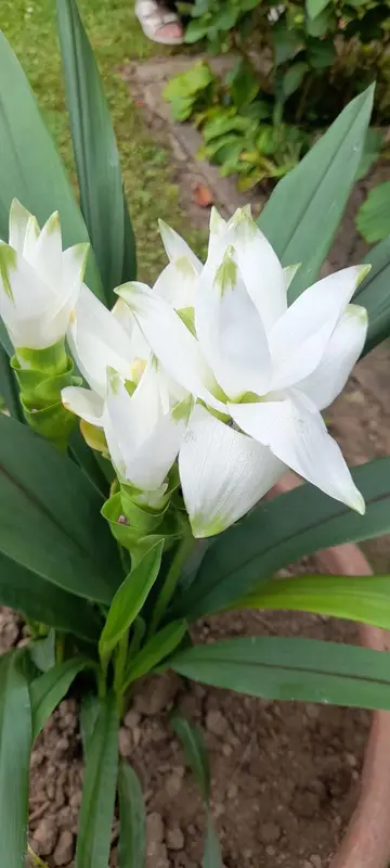 White Flowers With Green Leaves