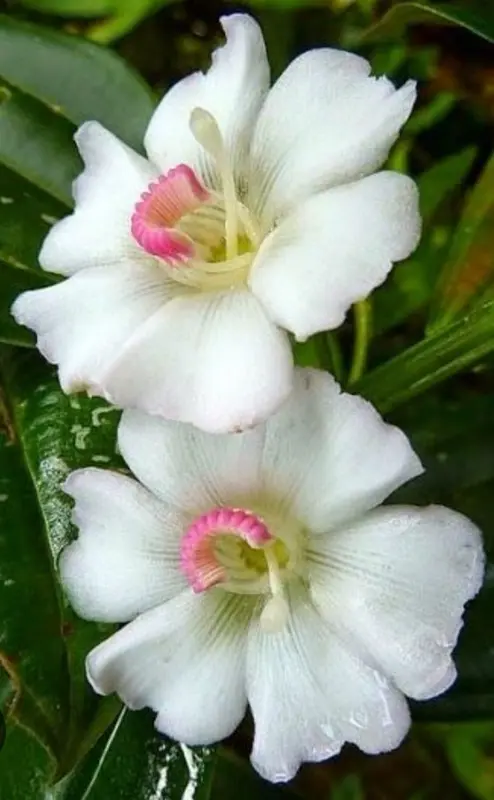 White Flowers With Pink Centers
