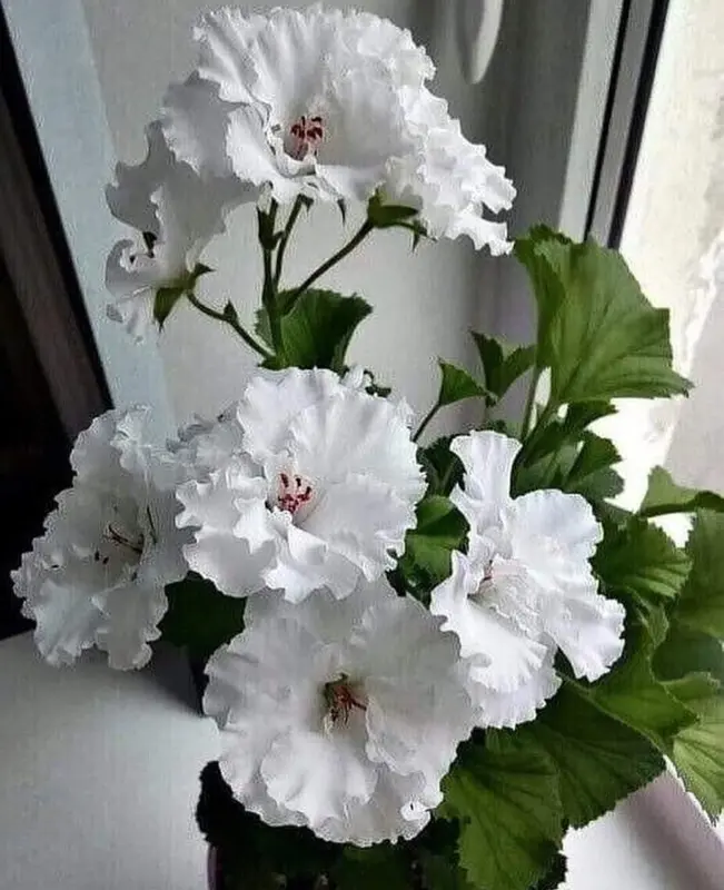 White Geranium Flowers Bouquet