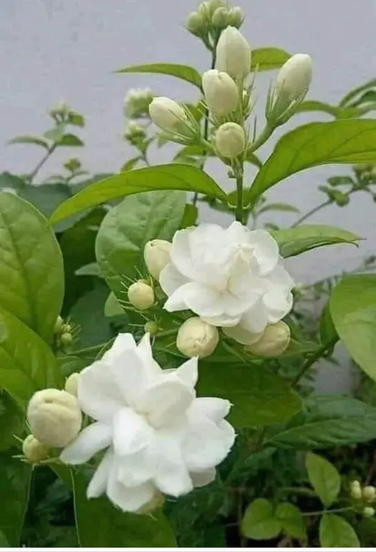White Jasmine Blooms And Buds
