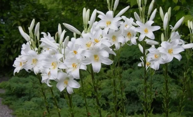 White Lilies Blooming Outdoors